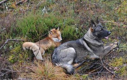 挪威伦德猎犬 搜狗百科 挪威伦德猎犬 搜狗百科