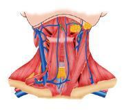 肌三角 搜狗百科 肌三角 搜狗百科