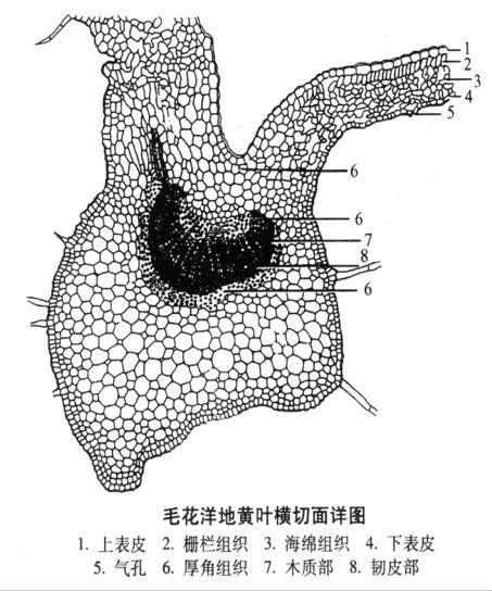 洋地黄 玄参科毛地黄属植物 搜狗百科