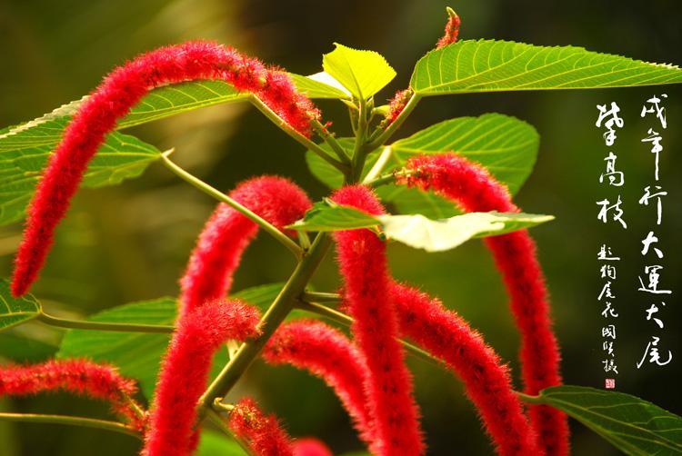 狗尾花 蓼科一年生草本植物 搜狗百科