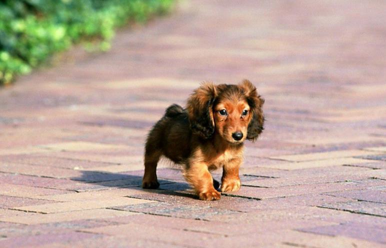 腊肠犬简介图片