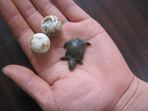 王八蛋 汉语粗口 搜狗百科