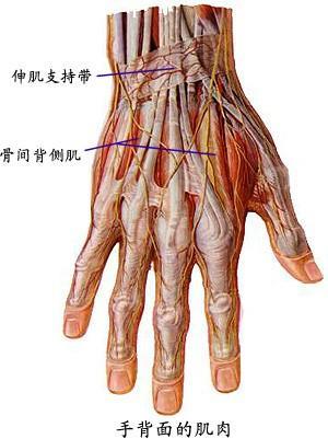 手 人体器官 搜狗百科