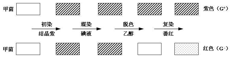 革兰氏菌 搜狗百科