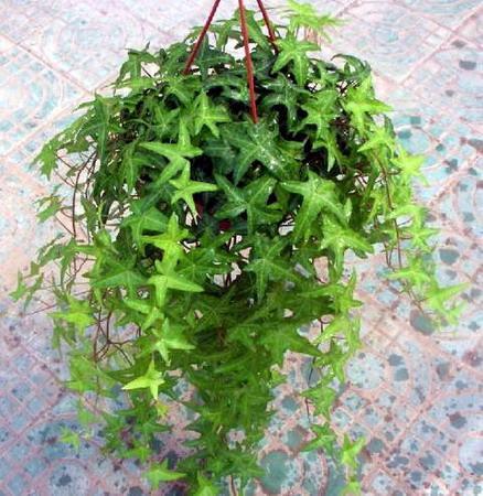 诞生花 搜狗百科 诞生花 搜狗百科