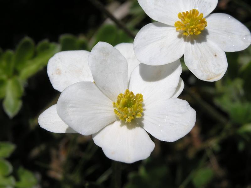 诞生花 菊科植物 搜狗百科