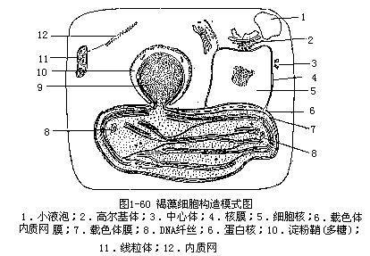 褐藻门 搜狗百科