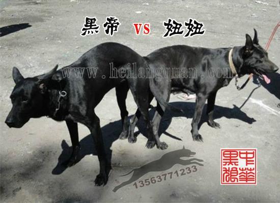 中华黑狼 搜狗百科 中华黑狼 搜狗百科