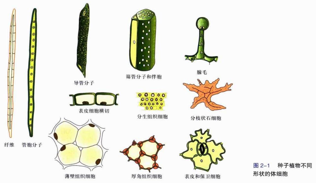 植物细胞 植物生命活动基本单位 搜狗百科