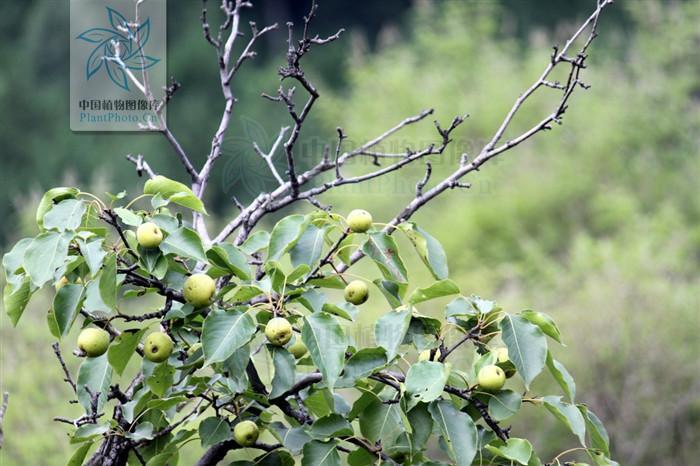 酸梨(木梨异名)