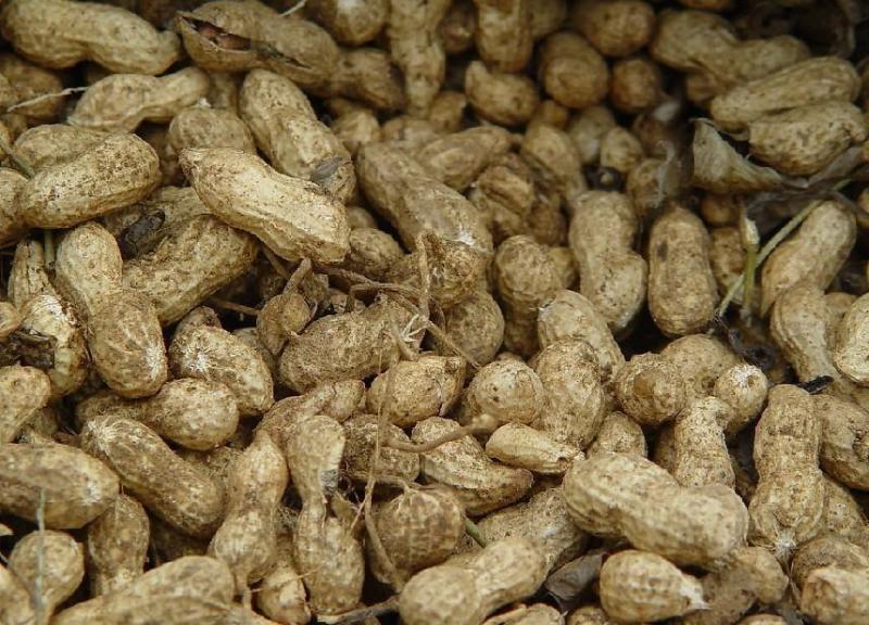 花生 落花生属一年生草本植物 搜狗百科 花生 落花生属一年生草本植物 搜狗百科