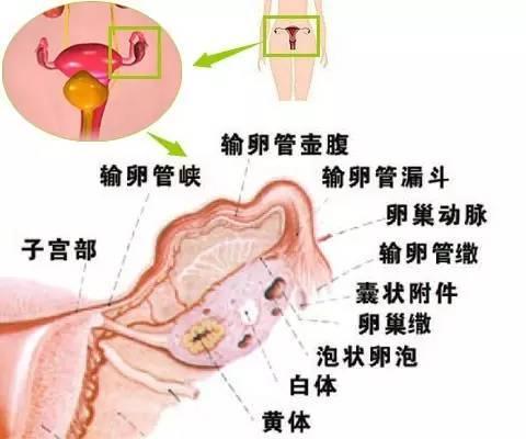 无排卵 搜狗百科