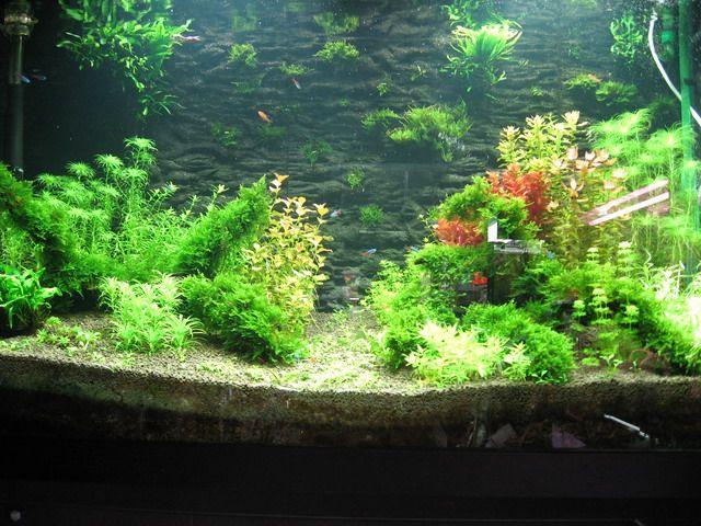 金鱼街 搜狗百科