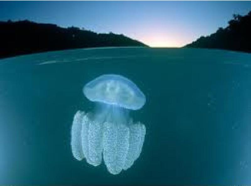 海洋无脊椎动物 搜狗百科