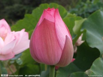 花蕾 植物学概念 搜狗百科 花蕾 植物学概念 搜狗百科