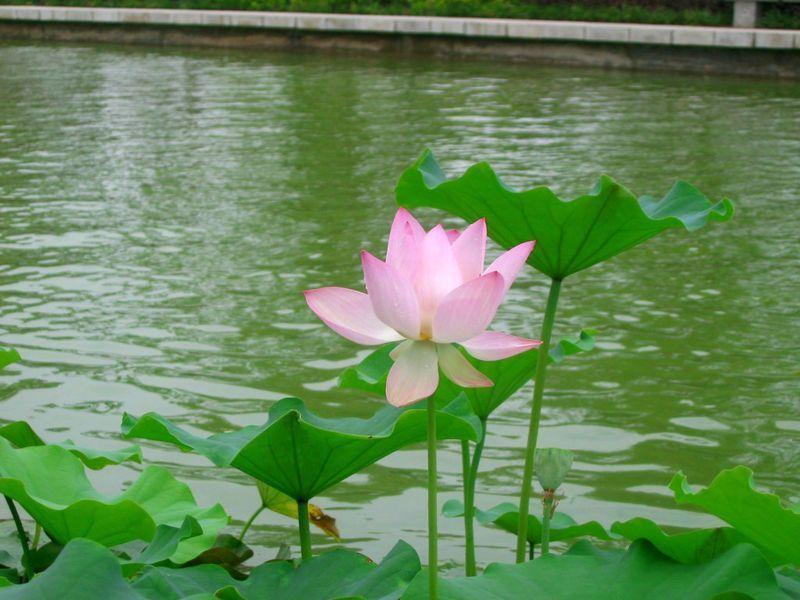 出淤泥而不染 搜狗百科