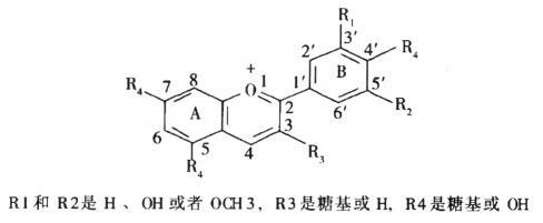 花青素 搜狗百科 花青素 搜狗百科