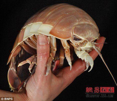 巨型木虱 搜狗百科 巨型木虱 搜狗百科