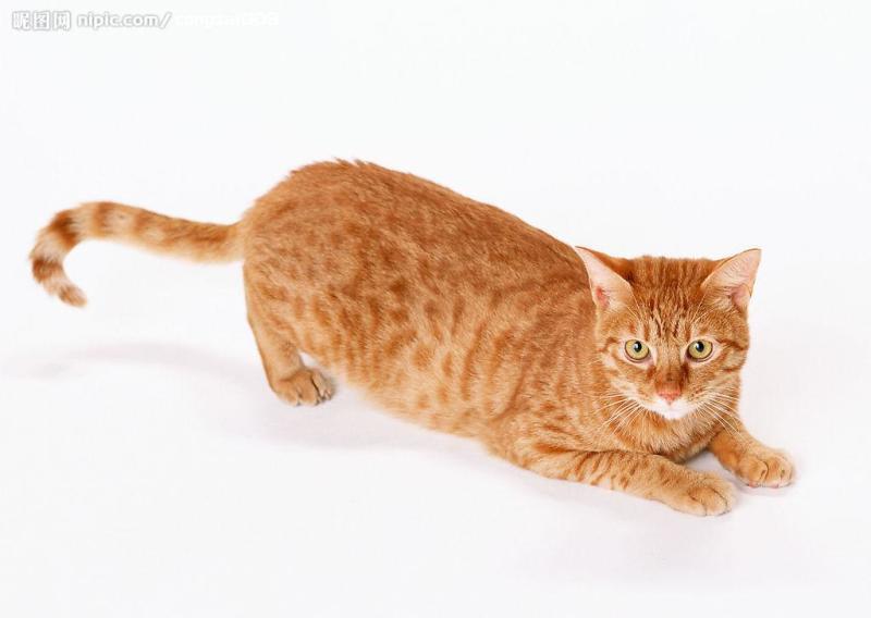 黄猫 搜狗百科 黄猫 搜狗百科
