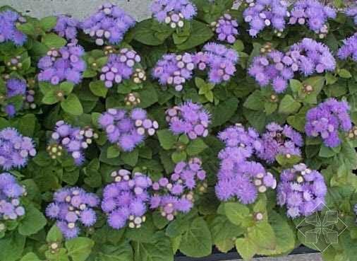 紫花藿香蓟 搜狗百科 紫花藿香蓟 搜狗百科