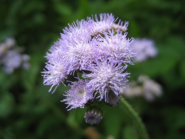 紫花藿香蓟 搜狗百科 紫花藿香蓟 搜狗百科