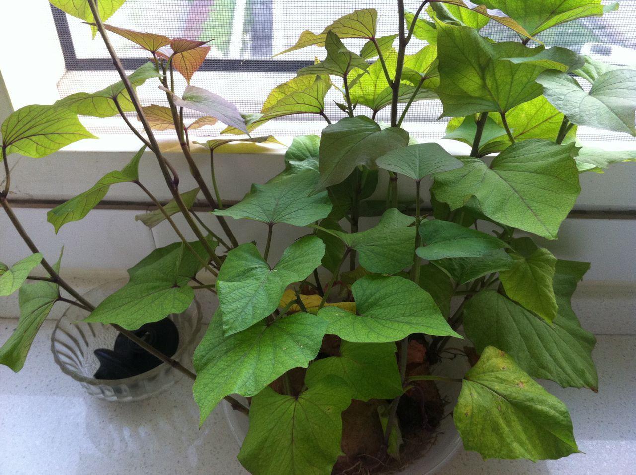 山芋藤 搜狗百科