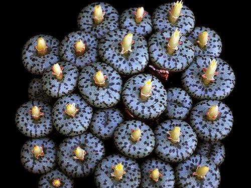 安珍 多肉植物 搜狗百科