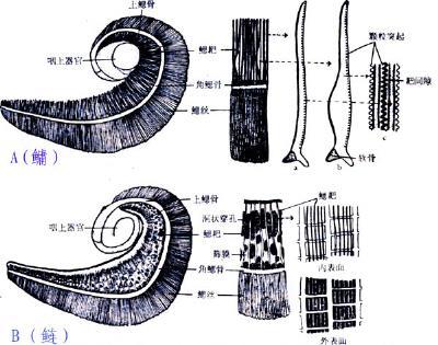 腮耙 搜狗百科