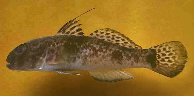 云斑裸颊虾虎鱼 搜狗百科