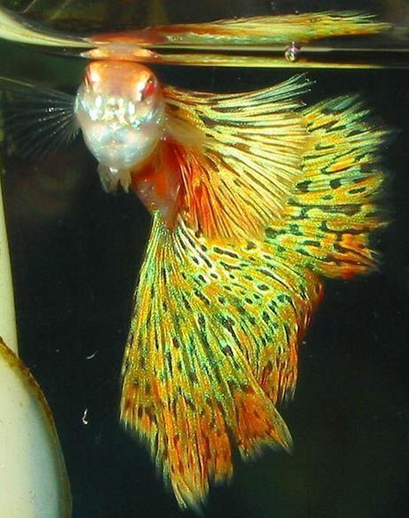 孔雀花鳉 花鳉科花鳉属动物 搜狗百科 孔雀花鳉 花鳉科花鳉属动物 搜狗百科