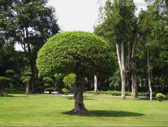 观赏树 搜狗百科