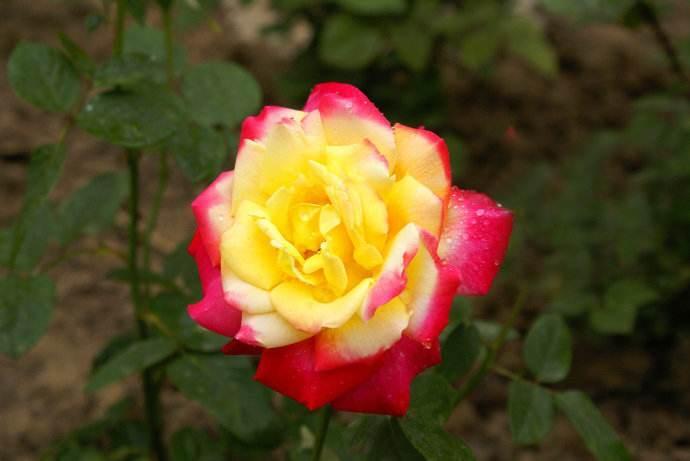 杂种香水月季 蔷薇科蔷薇属植物 搜狗百科