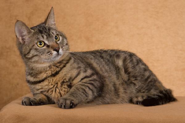 狸花猫 猫科猫属哺乳动物 搜狗百科