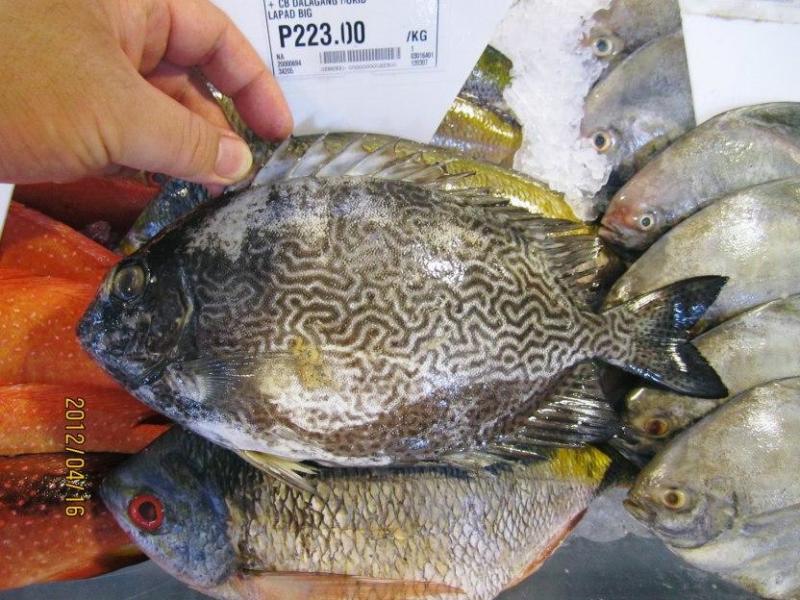 蠕纹篮子鱼 篮子鱼科篮子鱼属的一种鱼类 搜狗百科