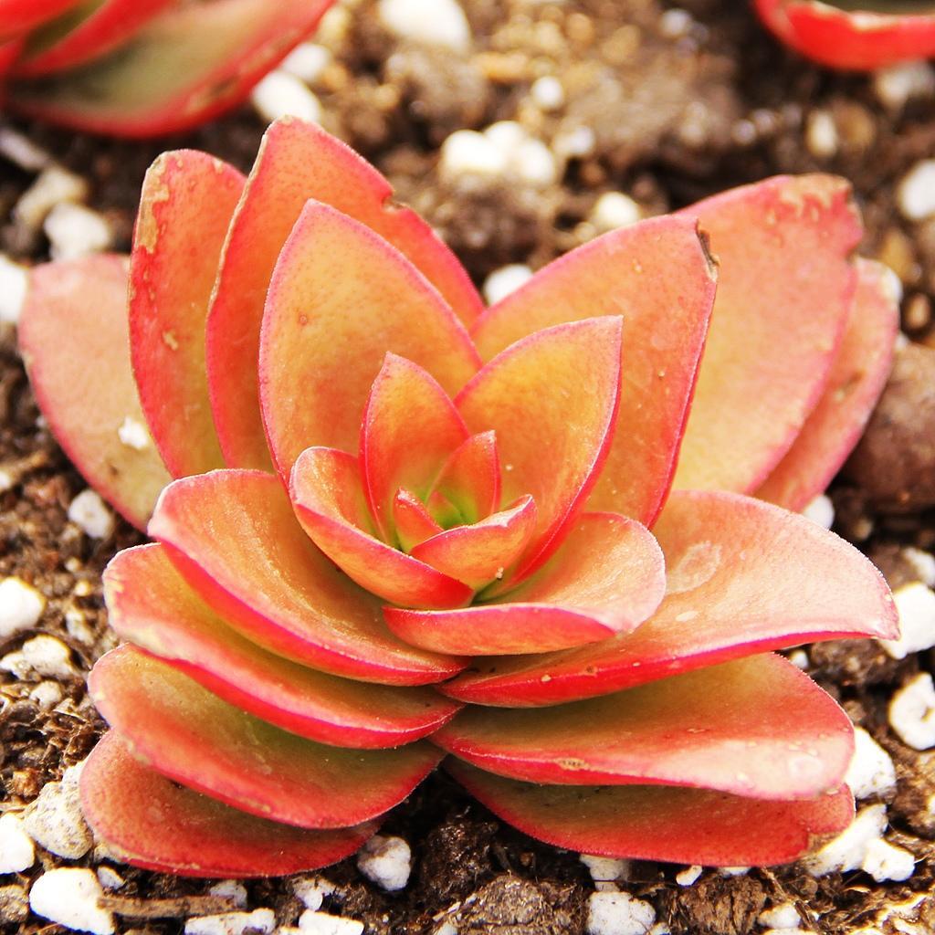 赤鬼城 景天科青锁龙属植物 搜狗百科