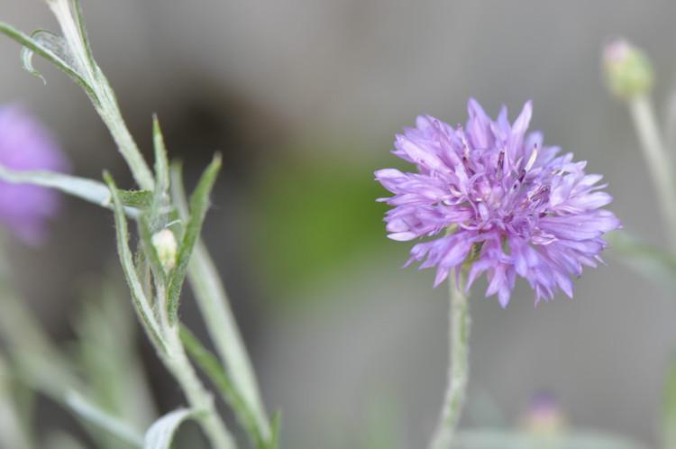 白绒毛矢车菊 菊科矢车菊属植物 搜狗百科