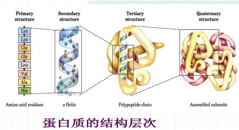 蛋白质四级结构 搜狗百科 蛋白质四级结构 搜狗百科