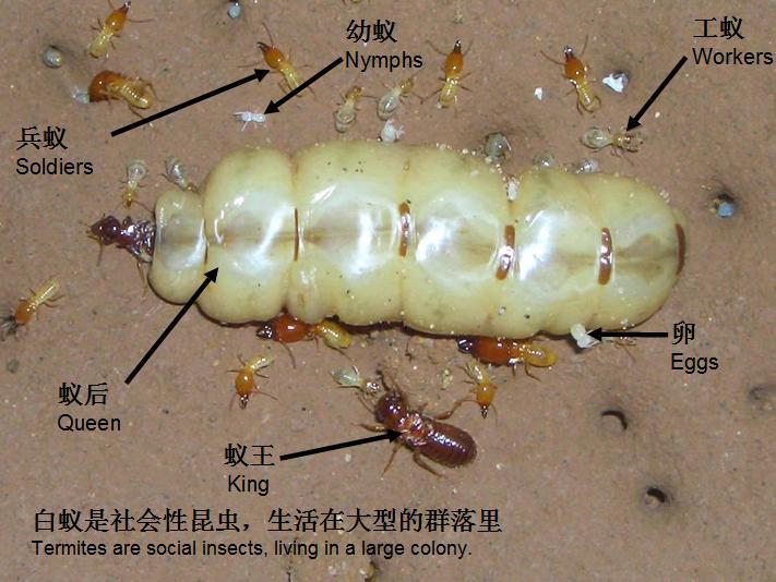 蚁王 昆虫 搜狗百科