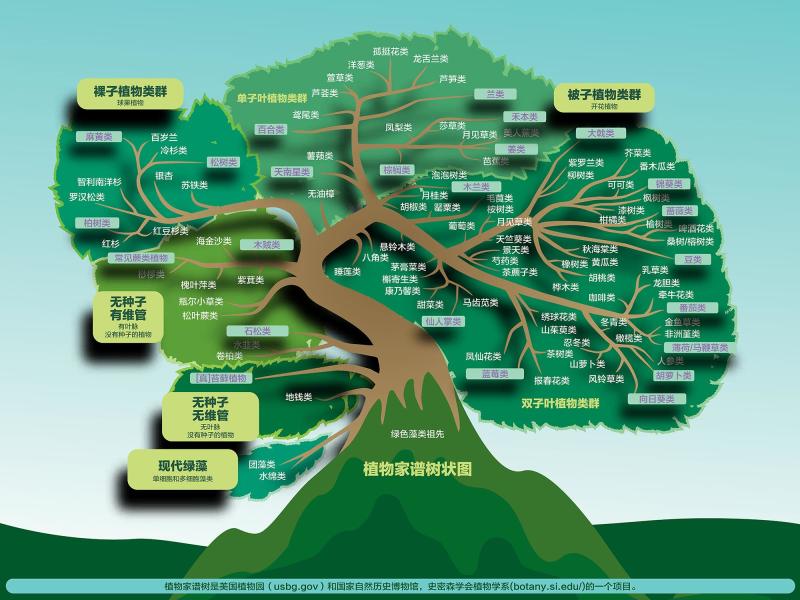 植物 有叶绿素和细胞壁能够进行自养的真核生物 搜狗百科