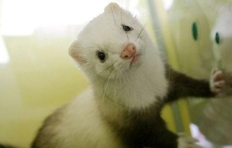 貂(鼬科貂属动物)