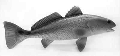 美国红鱼 搜狗百科