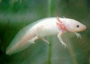 六角龙鱼 蝾螈科钝口螈属动物 搜狗百科