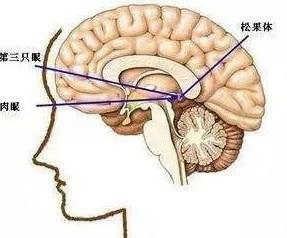 松果体 大脑腺体 搜狗百科