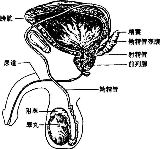 生殖器官 搜狗百科