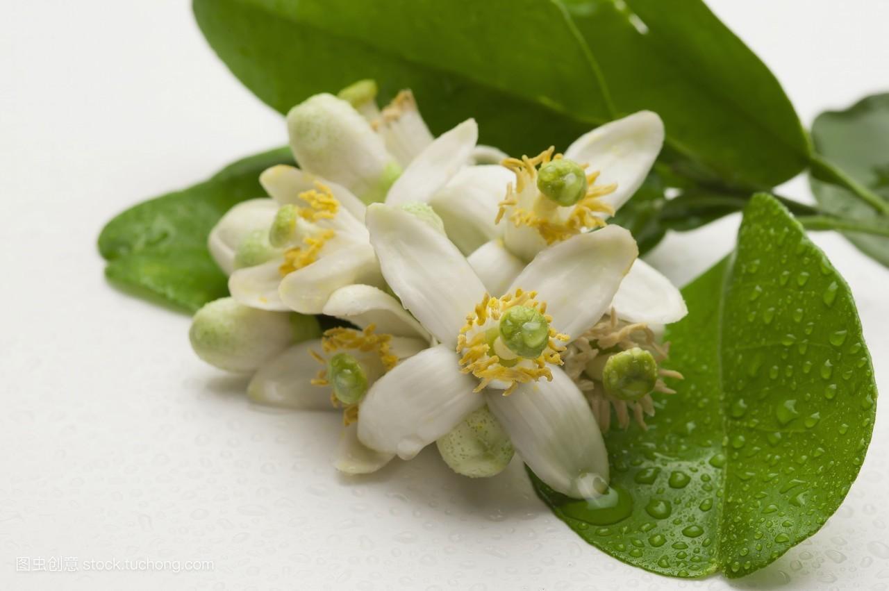 柚子花 无患子目植物 搜狗百科 柚子花 无患子目植物 搜狗百科
