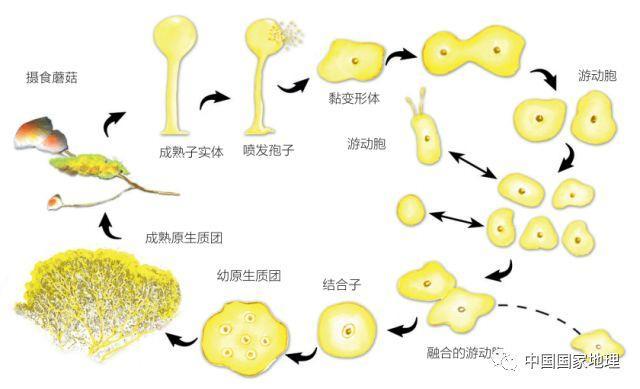 粘菌 搜狗百科