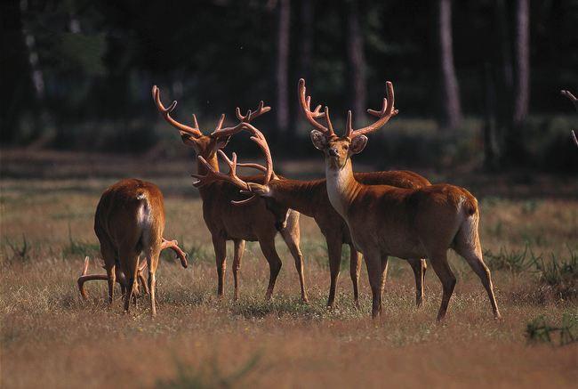 沼鹿 鹿科动物 搜狗百科