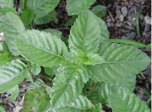 仙草 一年生草本宿根植物 搜狗百科 仙草 一年生草本宿根植物 搜狗百科