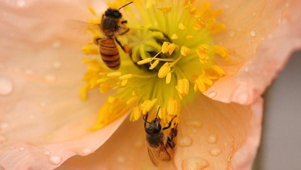 花粉 植物的雄性细胞 搜狗百科
