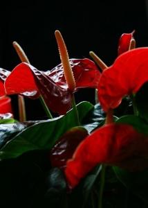 火鹤花